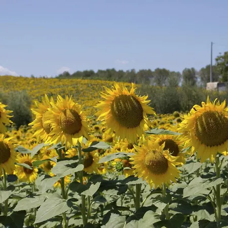 Holiday home Belvilla By Oyo Sparsa Girasole Cortona