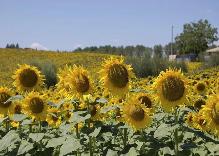 Rustic Charm, Modern Comfort